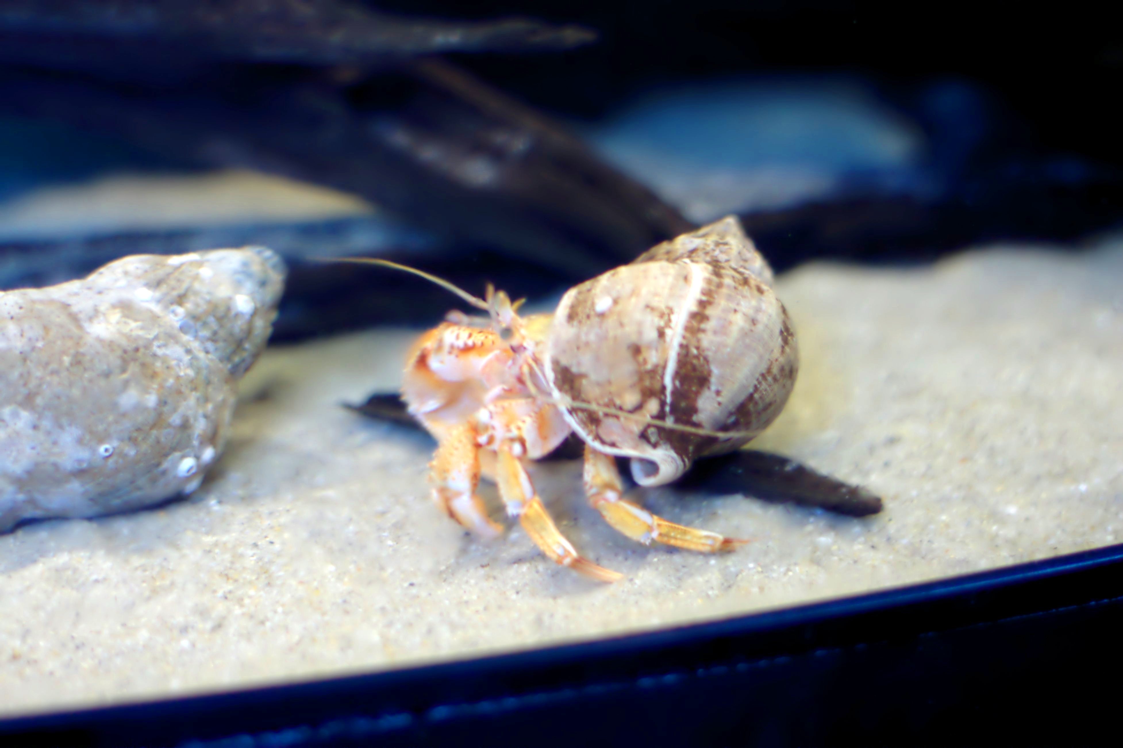 Hermit crab