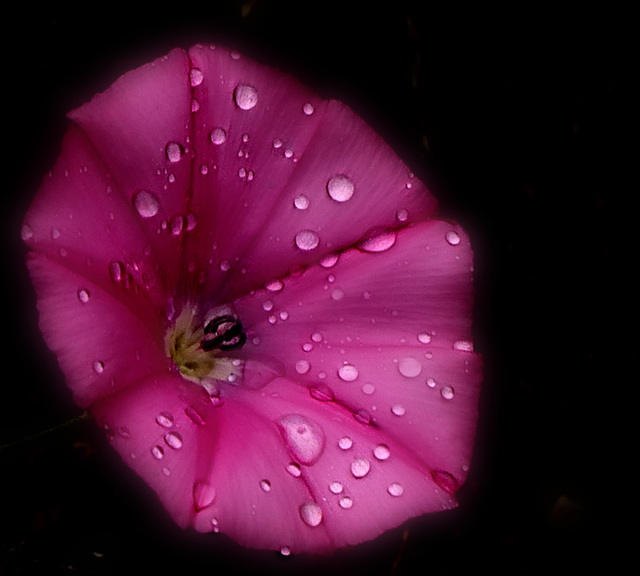 la voie lactée...en rose