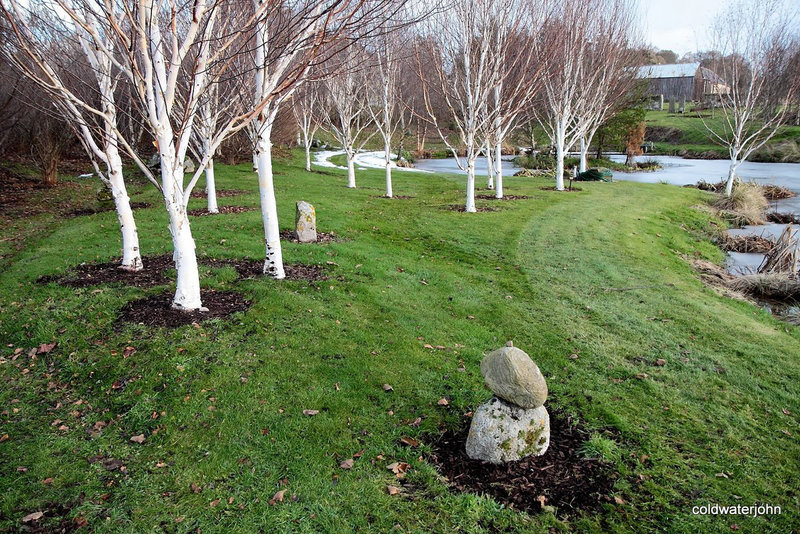 After the thaw - the Betula Jacquemontii