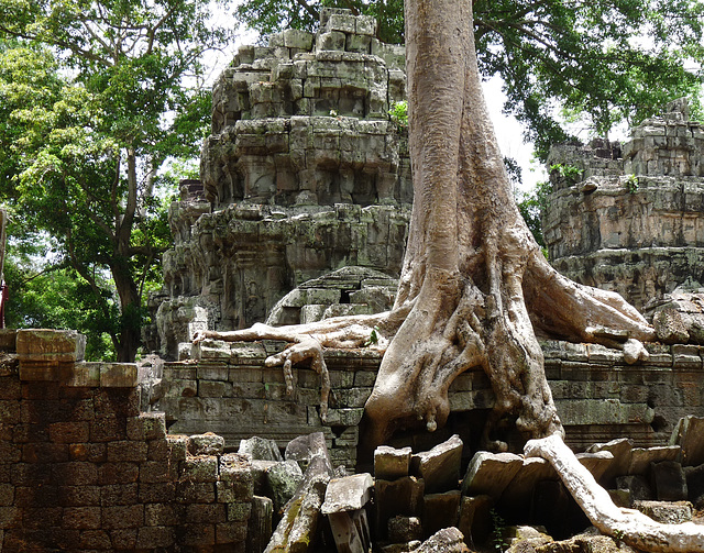 Ta Prohm- Reclaimed by the Jungle #2