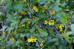 Ribes aureum - odoratum