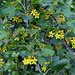 Ribes aureum - odoratum