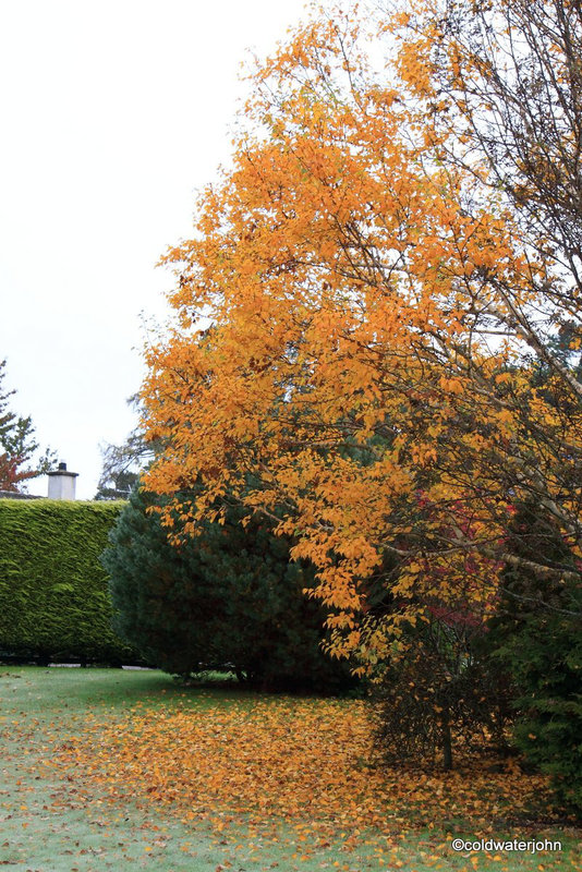All the leaves are falling, and the sky is grey...
