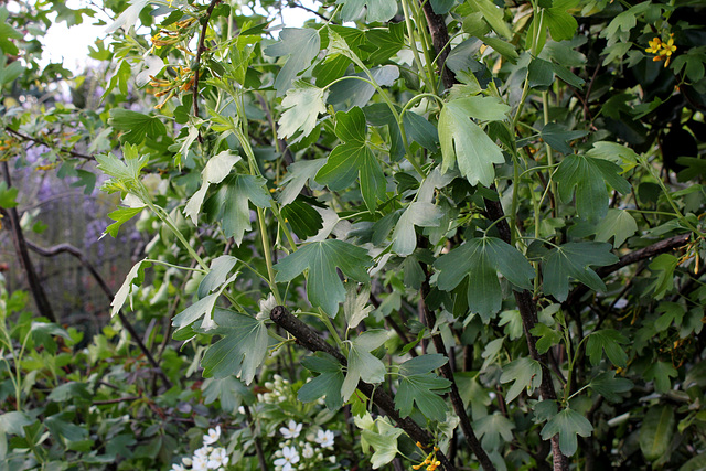 Ribes aureum - odoratum (2)