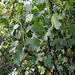 Ribes aureum - odoratum (2)