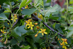 Ribes aureum - odoratum (3)