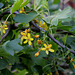Ribes aureum - odoratum (3)