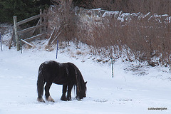 All this snow and no grass 5269108692 o