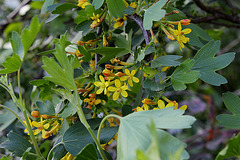 Ribes aureum - odoratum (4)