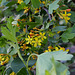 Ribes aureum - odoratum (4)