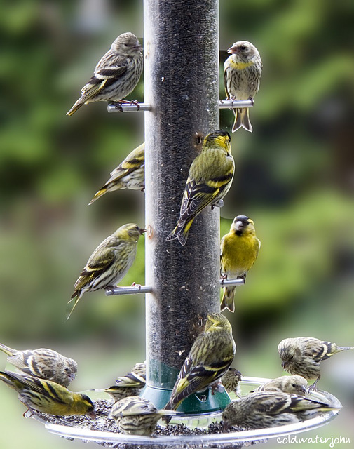 Always better to eat in company...