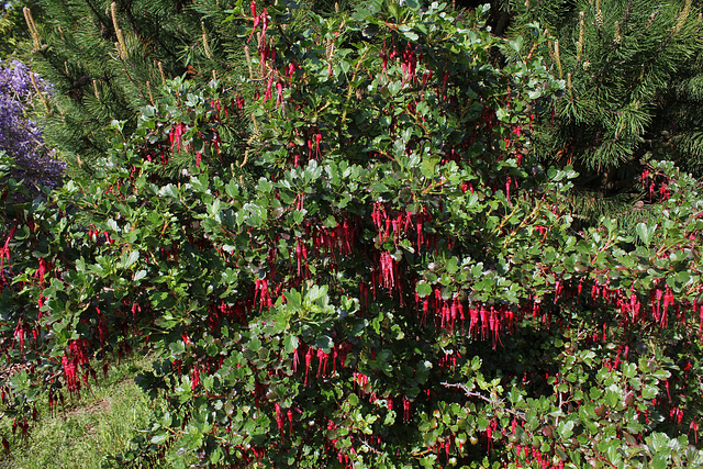 Ribes speciosum