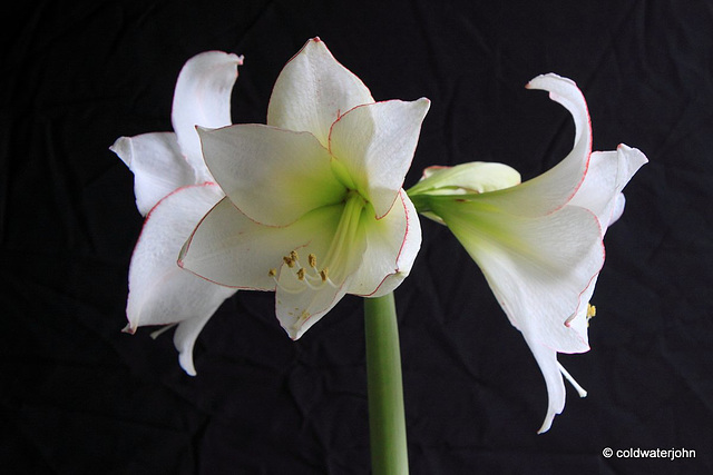 Amaryllis - Day Ten