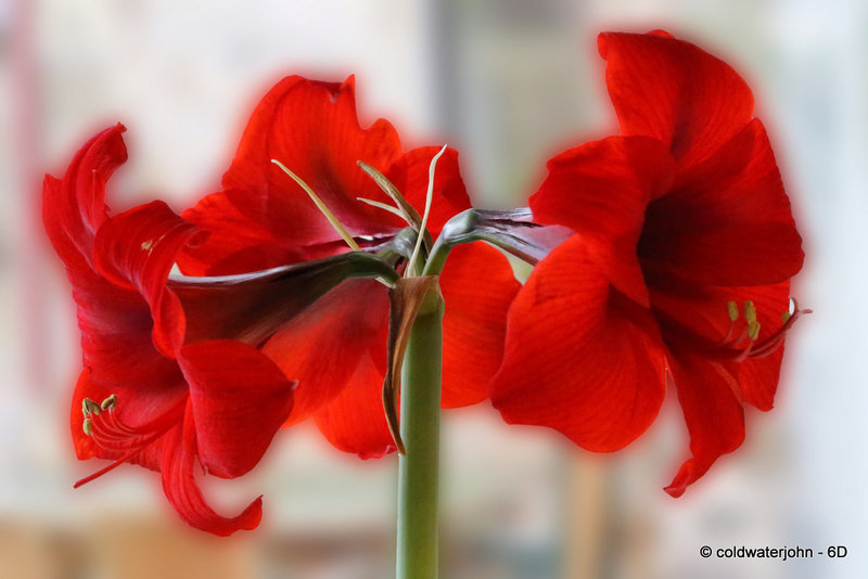 Amaryllis - Day Twenty-three