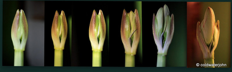 Amaryllis - time lapse