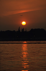 Sunset seagull......