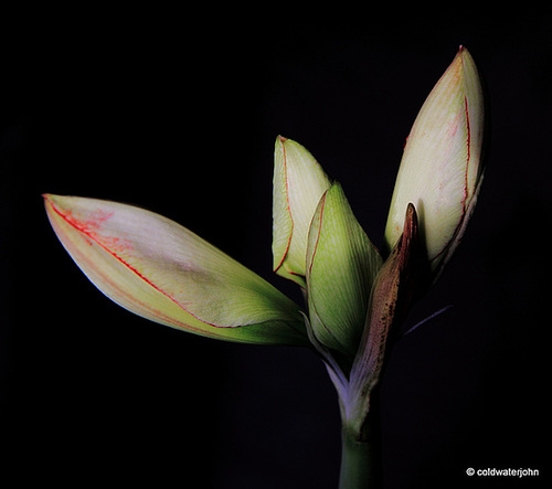 Amaryllis budding