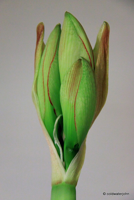 Amaryllis Day Four