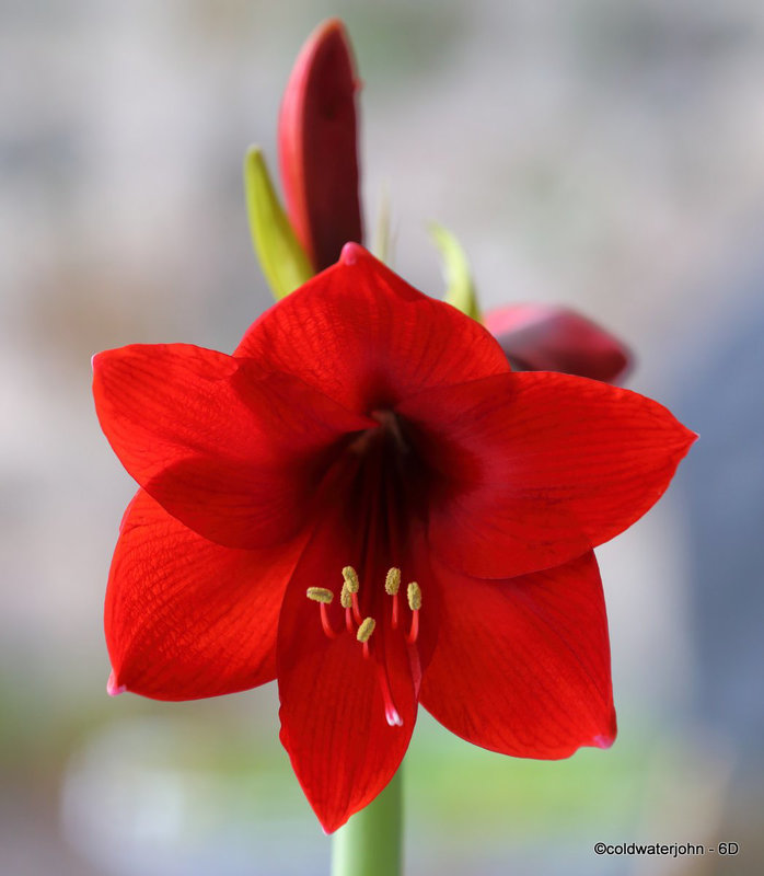 Amaryllis Day Seventeen (1)