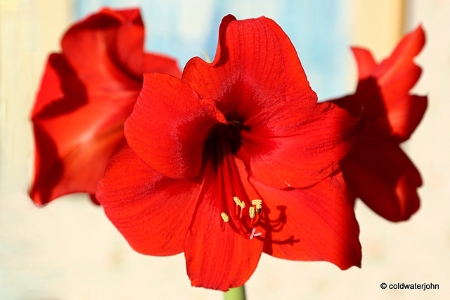 Amaryllis Day Twenty-Two