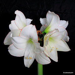 Amaryllis in full bloom - Day Eleven