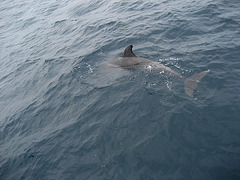Strait of Gibraltar, delphinus delphis
