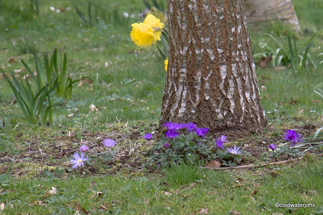 Anemones under the oaks