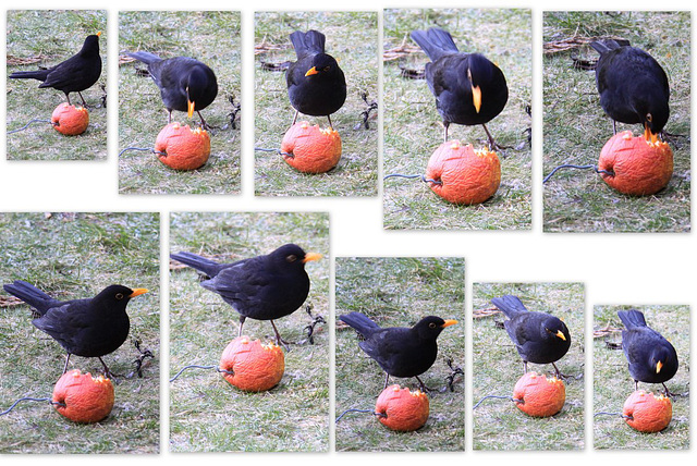 Apple-flavoured blackbirds?