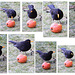 Apple-flavoured blackbirds?