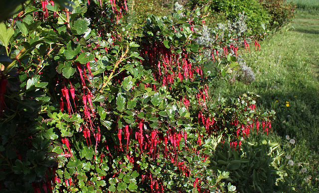 Ribes speciosum (3)