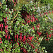 Ribes speciosum (3)