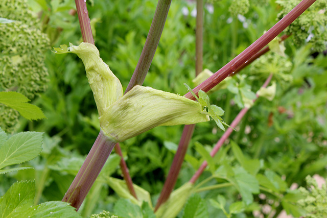 Angelica sylvestris- Angélique officinale