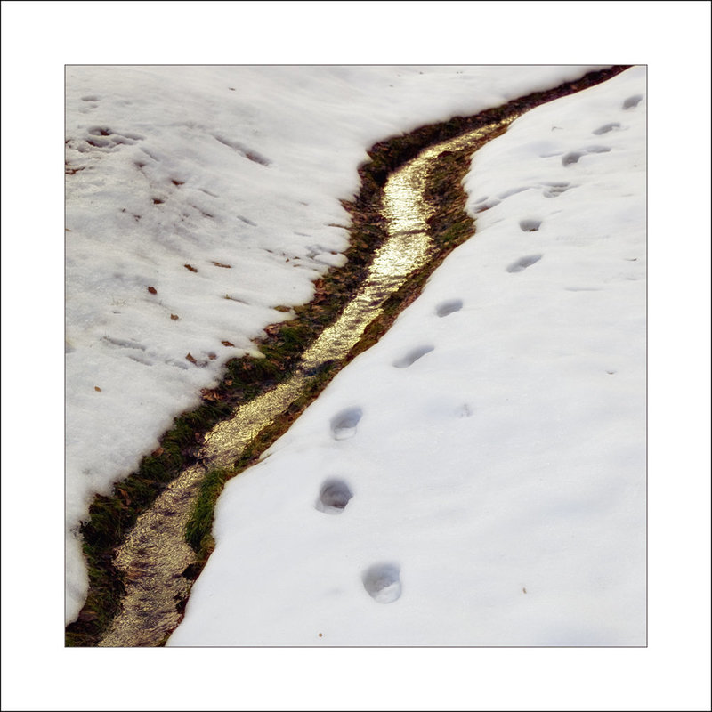 traces along the creek