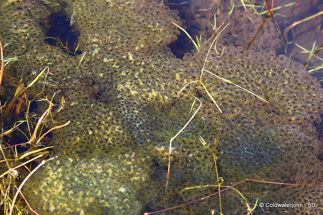 April Frog spawn