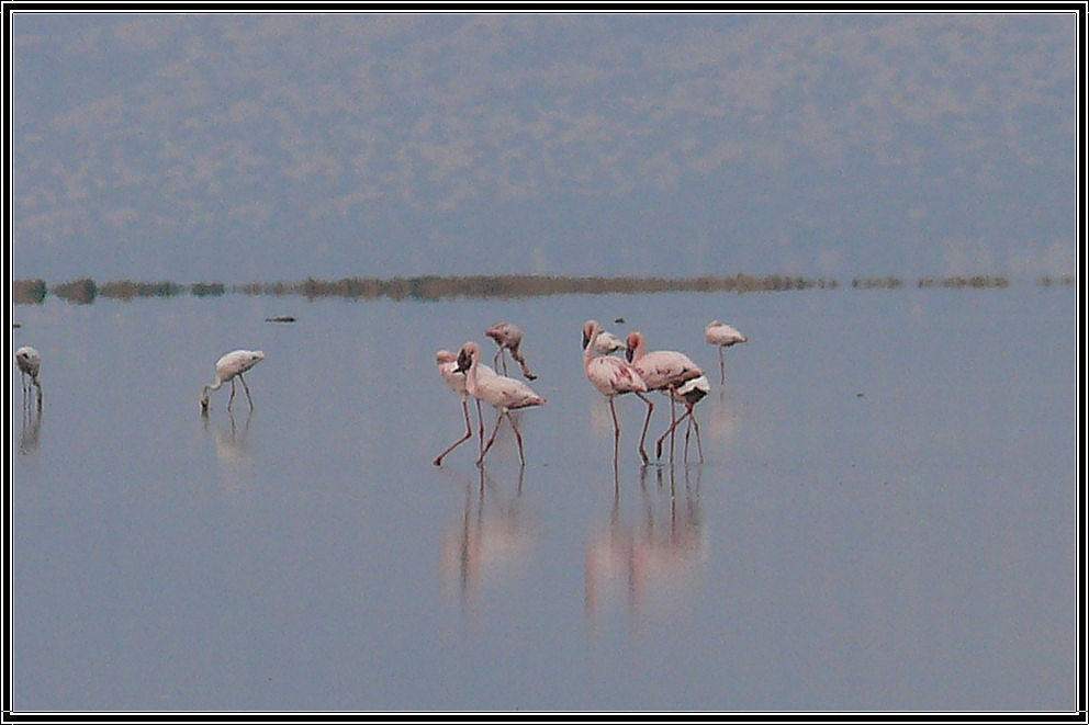 Flamants