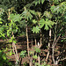 Tetrapanax