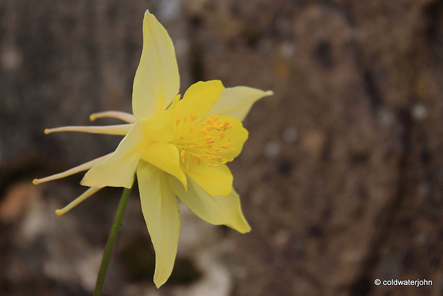 Aquilegia Chrysantha - Yellow Queen in flower