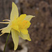 Aquilegia Chrysantha - Yellow Queen in flower