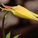 Aquilegia Chrysantha "Yellow Queen"  flower bud