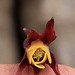 Aquilegia Oxysepala flower