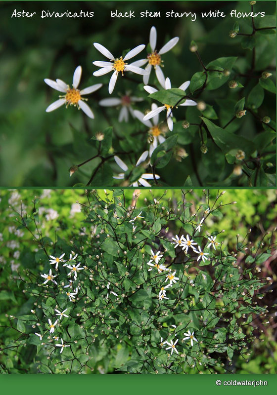 Aster Divaricatus - black stem starry white flowers