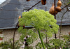 Angelica archangelica