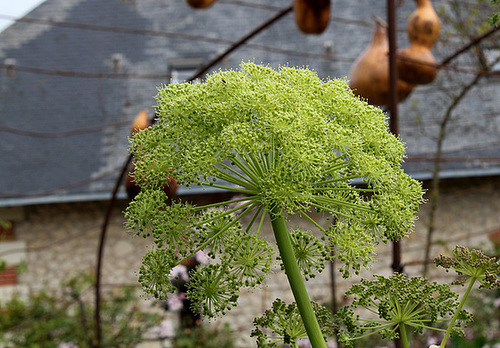 Angelica archangelica