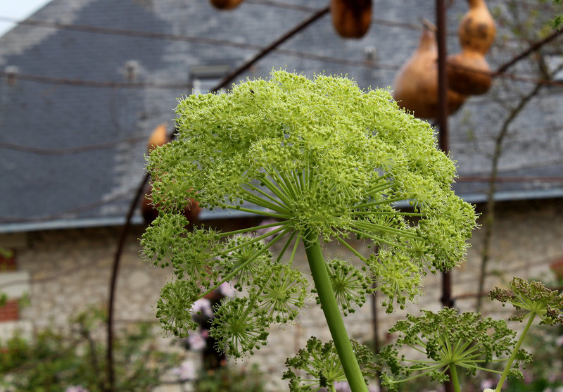 Angelica archangelica