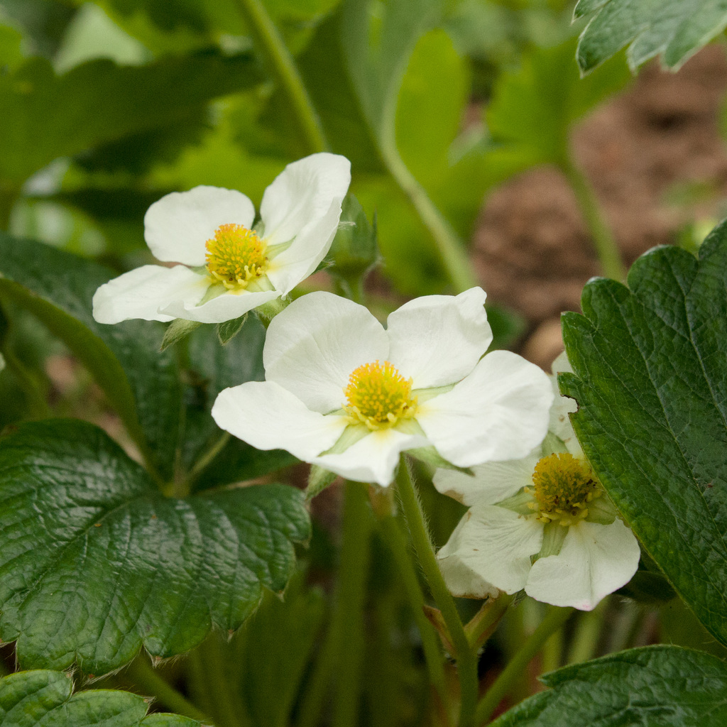 Strawberry flowers in gentle light