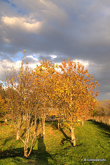 Autumn colours in early evening sunlight