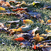 Autumn Frost and sunshine