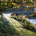 Autumn Frost and sunshine
