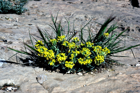 Growing out of stone....