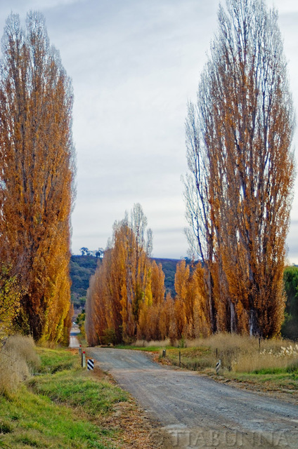 Through the Poplars